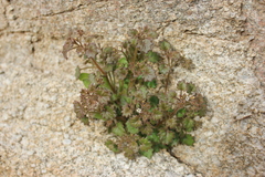 Phacelia rotundifolia