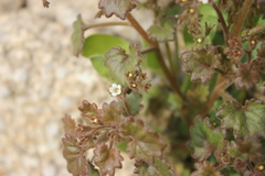 Phacelia rotundifolia
