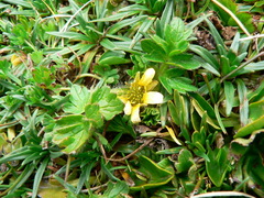 Ranunculus praemorsus