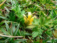 Ranunculus praemorsus