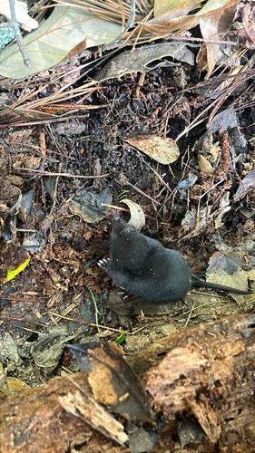 Star-nosed Mole observed by ravengrace
