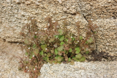 Phacelia rotundifolia