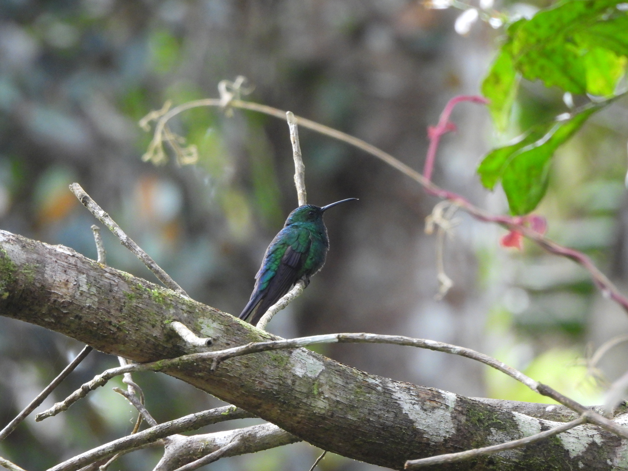 Green Mango (Anthracothorax viridis), photo 3