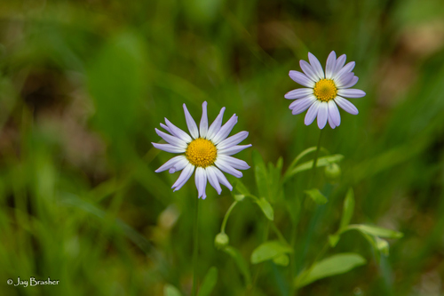 Astranthium ciliatum, photograph 1