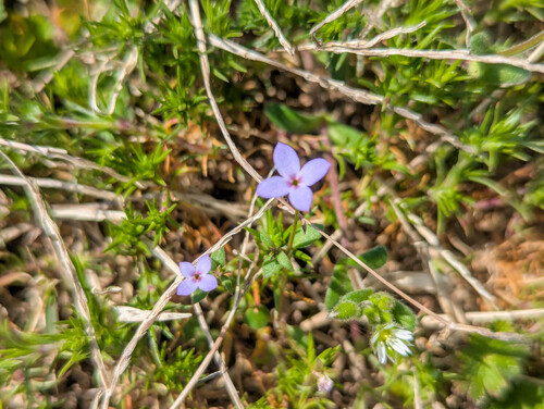 Houstonia pusilla, photograph 6