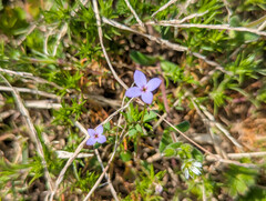 Houstonia pusilla, photograph (c) Tom Field, some rights reserved (CC BY)