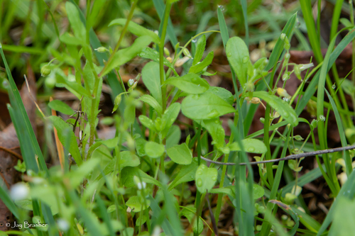 Astranthium ciliatum, photograph 2