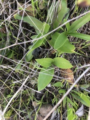 Fritillaria biflora biflora