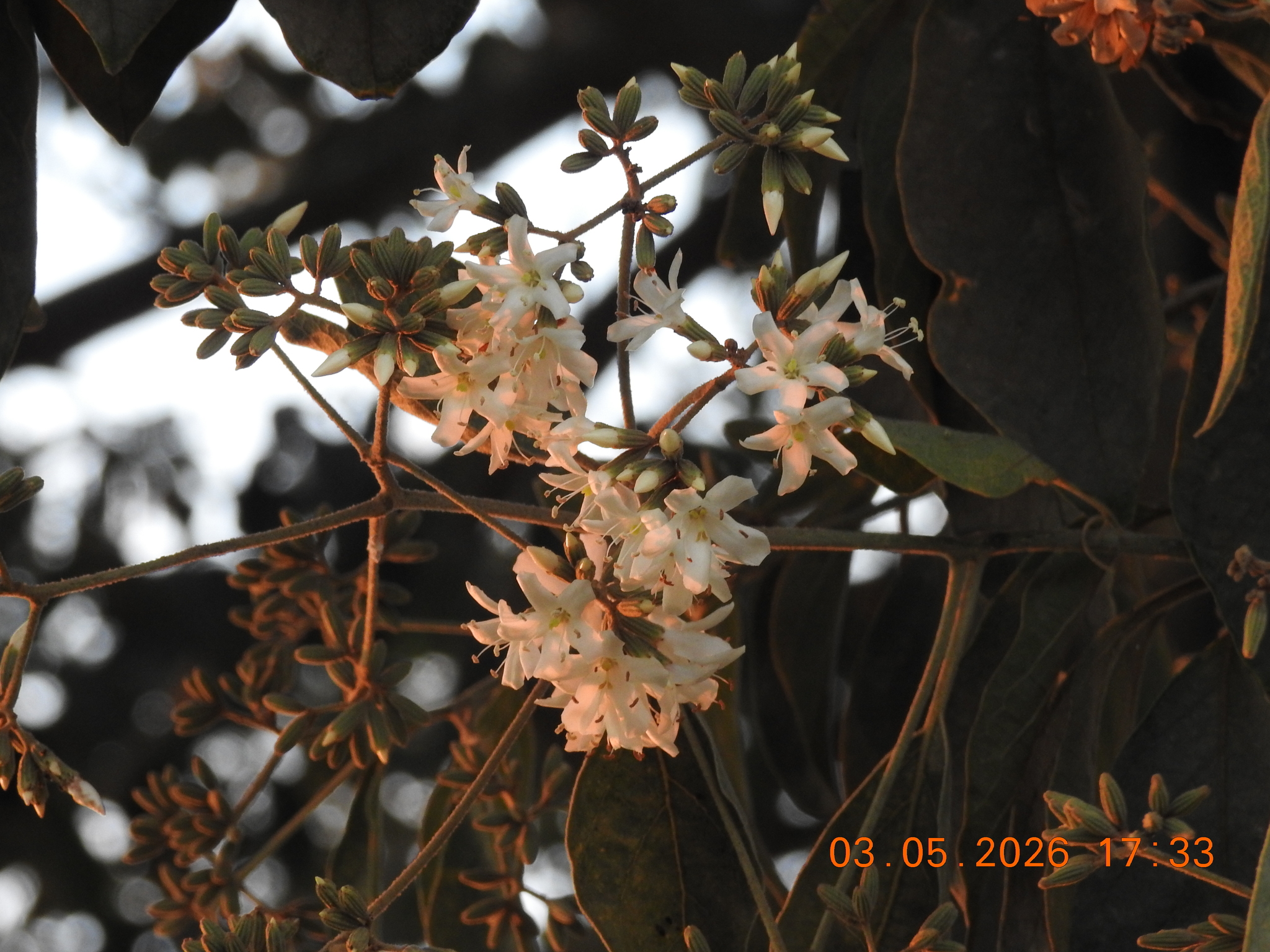 Cordia trichotoma
