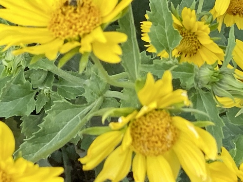 iNaturalist observation photo of cowpen daisy