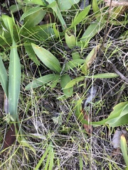 Fritillaria biflora biflora