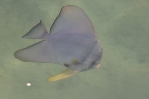 Platax teira