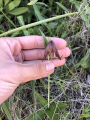 Fritillaria biflora biflora