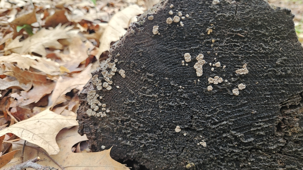 Xylobolus frustulatus · April 2026 · photo: © rust_bucket (iNaturalist, cc-by)