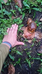 Megalobulimus popelairianus