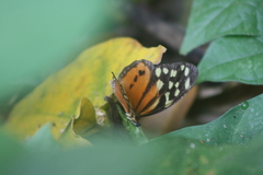 Tithorea harmonia hippothous