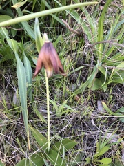 Fritillaria biflora biflora