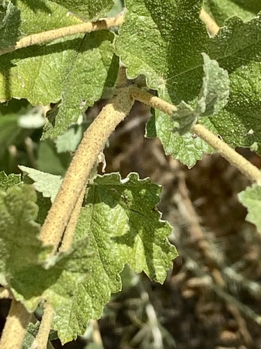 iNaturalist observation photo of bushmallows