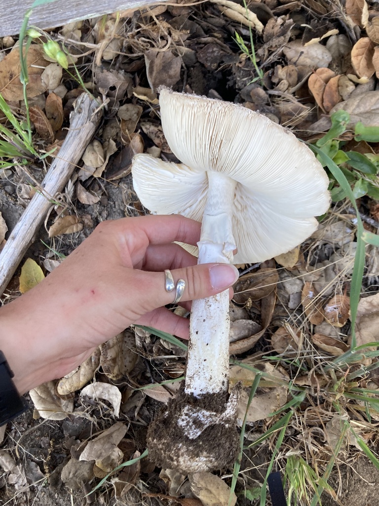 Amanita phalloides · May 2026 · photo: © scheim (iNaturalist, cc-by-nc)