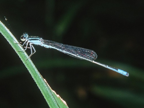 Acanthagrion truncatum