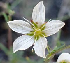 Sabulina douglasii