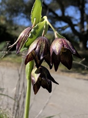 Fritillaria biflora biflora