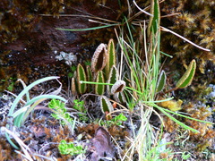 Elaphoglossum mathewsii