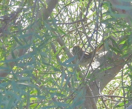 Sharp-billed Canastero (Asthenes pyrrholeuca), photo 4
