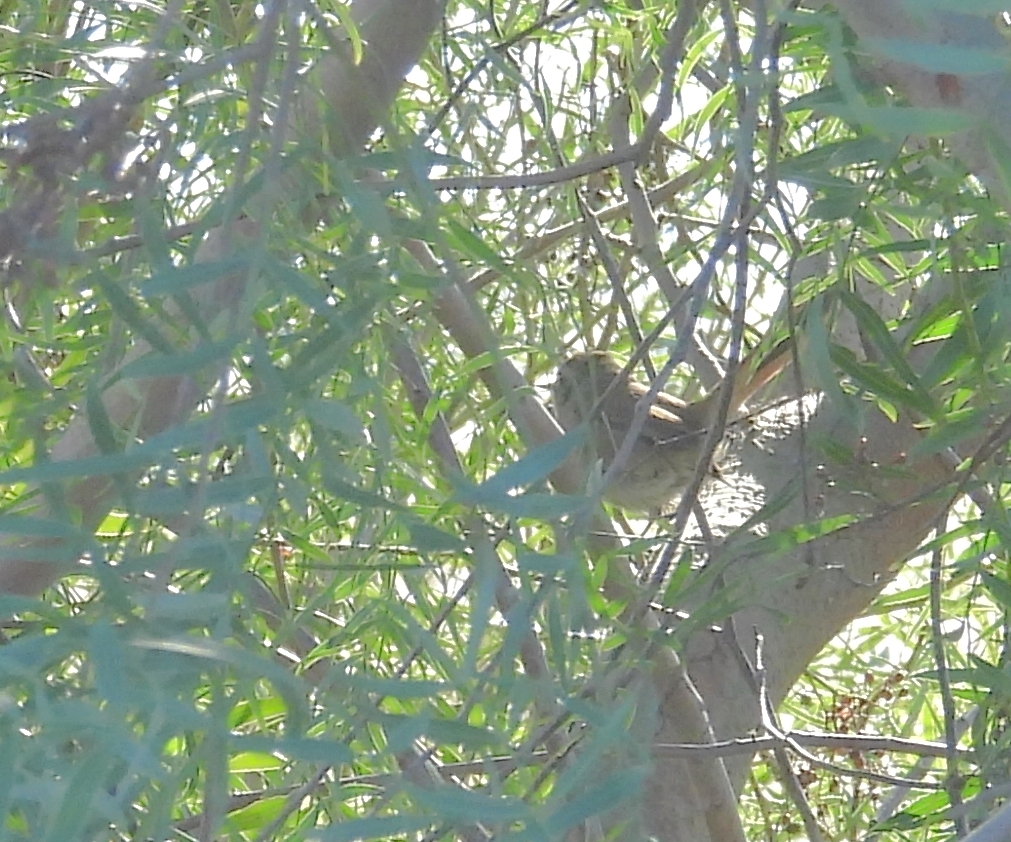 Sharp-billed Canastero (Asthenes pyrrholeuca), photo 4
