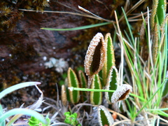 Elaphoglossum mathewsii