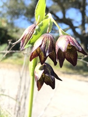 Fritillaria biflora biflora