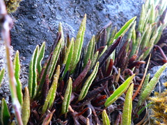 Elaphoglossum mathewsii