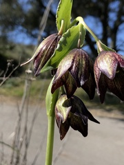 Fritillaria biflora biflora