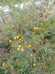 Tagetes multiflora