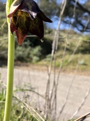 Fritillaria biflora biflora