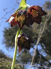 Fritillaria biflora biflora