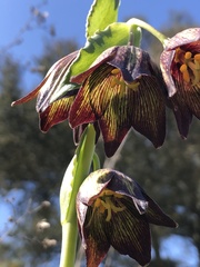 Fritillaria biflora biflora