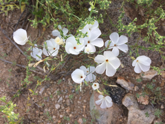 Linanthus maricopensis