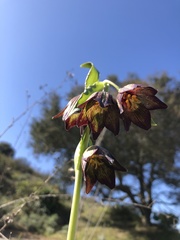 Fritillaria biflora biflora