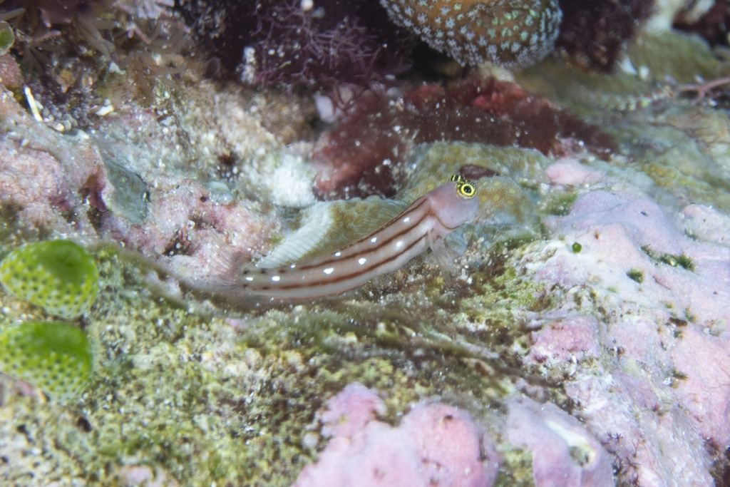 Three-lined Blenny (Ecsenius trilineatus)