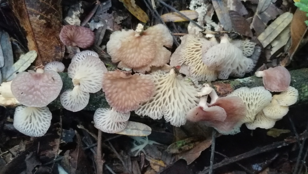 Neofavolus subpurpurascens · April 2020 · photo: © heimatlos (iNaturalist, cc0)