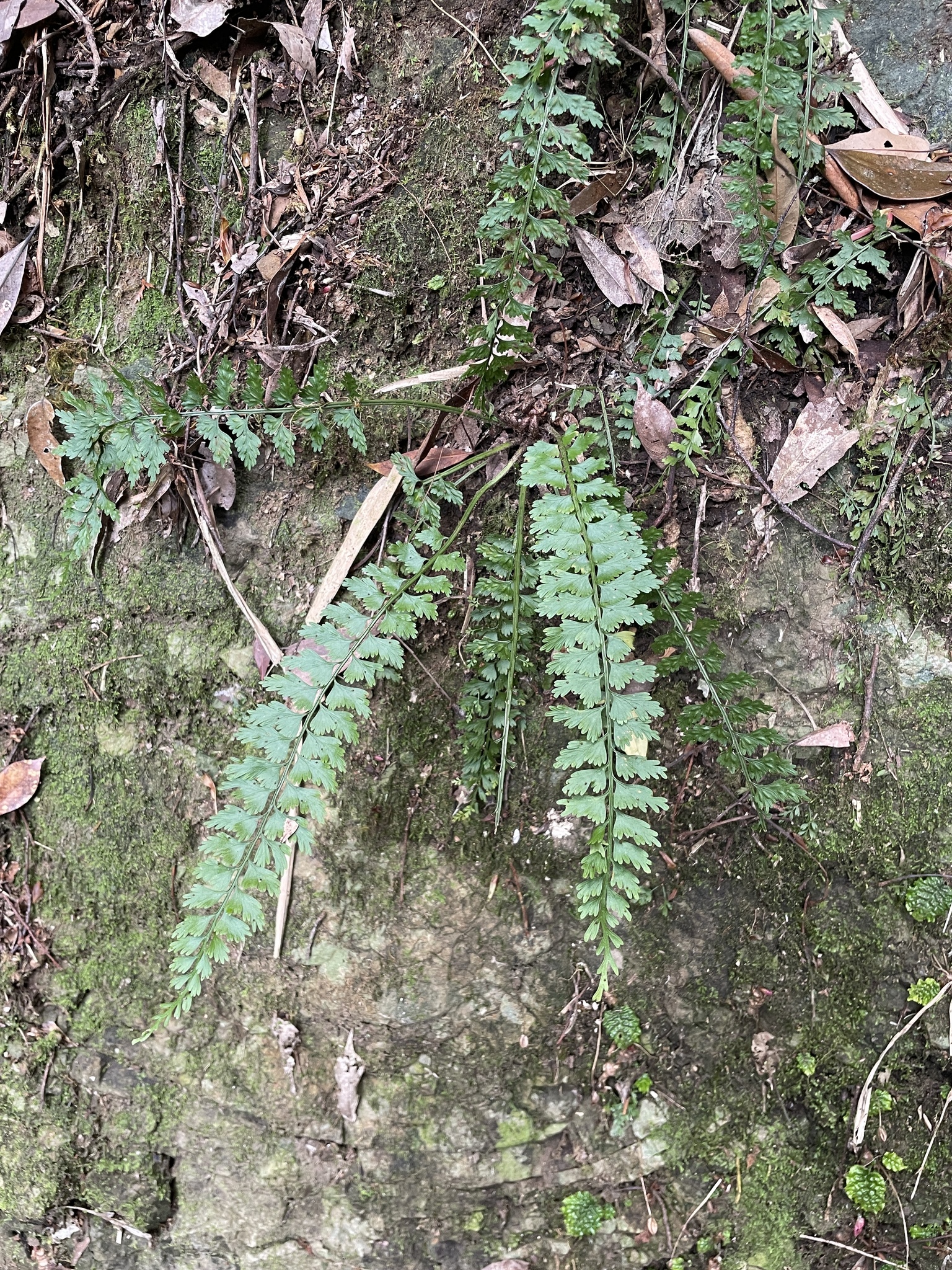Asplenium gueinzianum Mett.