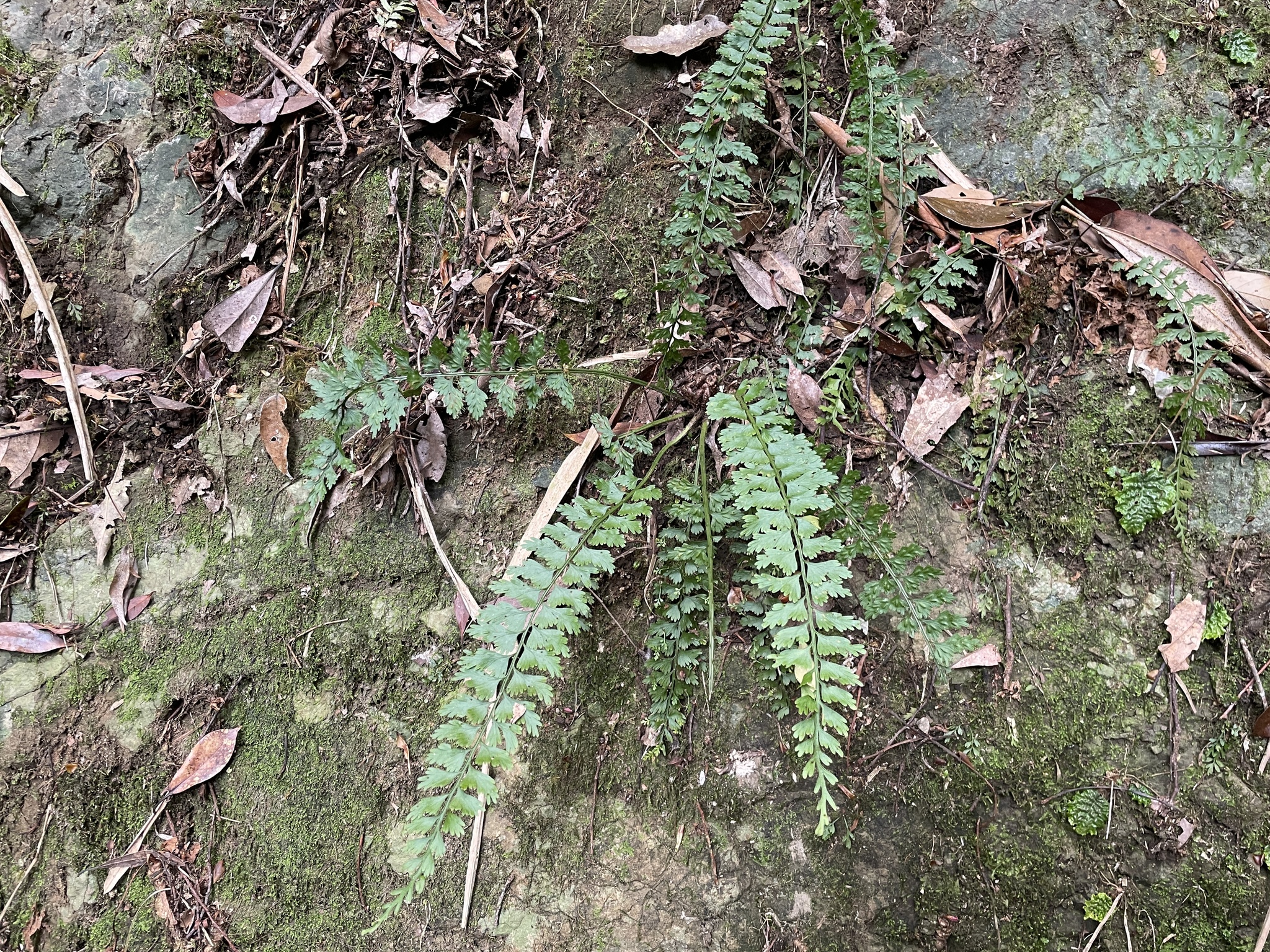 Asplenium gueinzianum Mett. 2