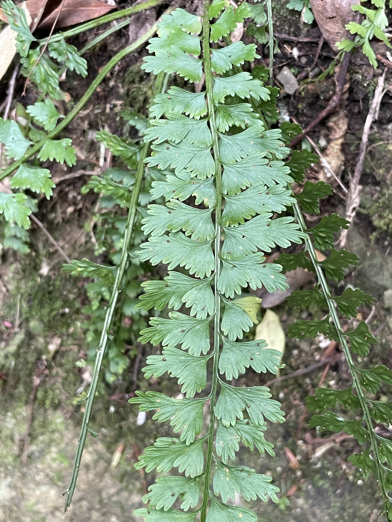 Asplenium gueinzianum Mett. 3