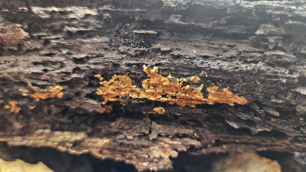 Botryobasidium aureum · April 2026 · photo: © rust_bucket (iNaturalist, cc-by)