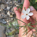 Linanthus maricopensis - Photo (c) Marissa, some rights reserved (CC BY-NC), uploaded by Marissa