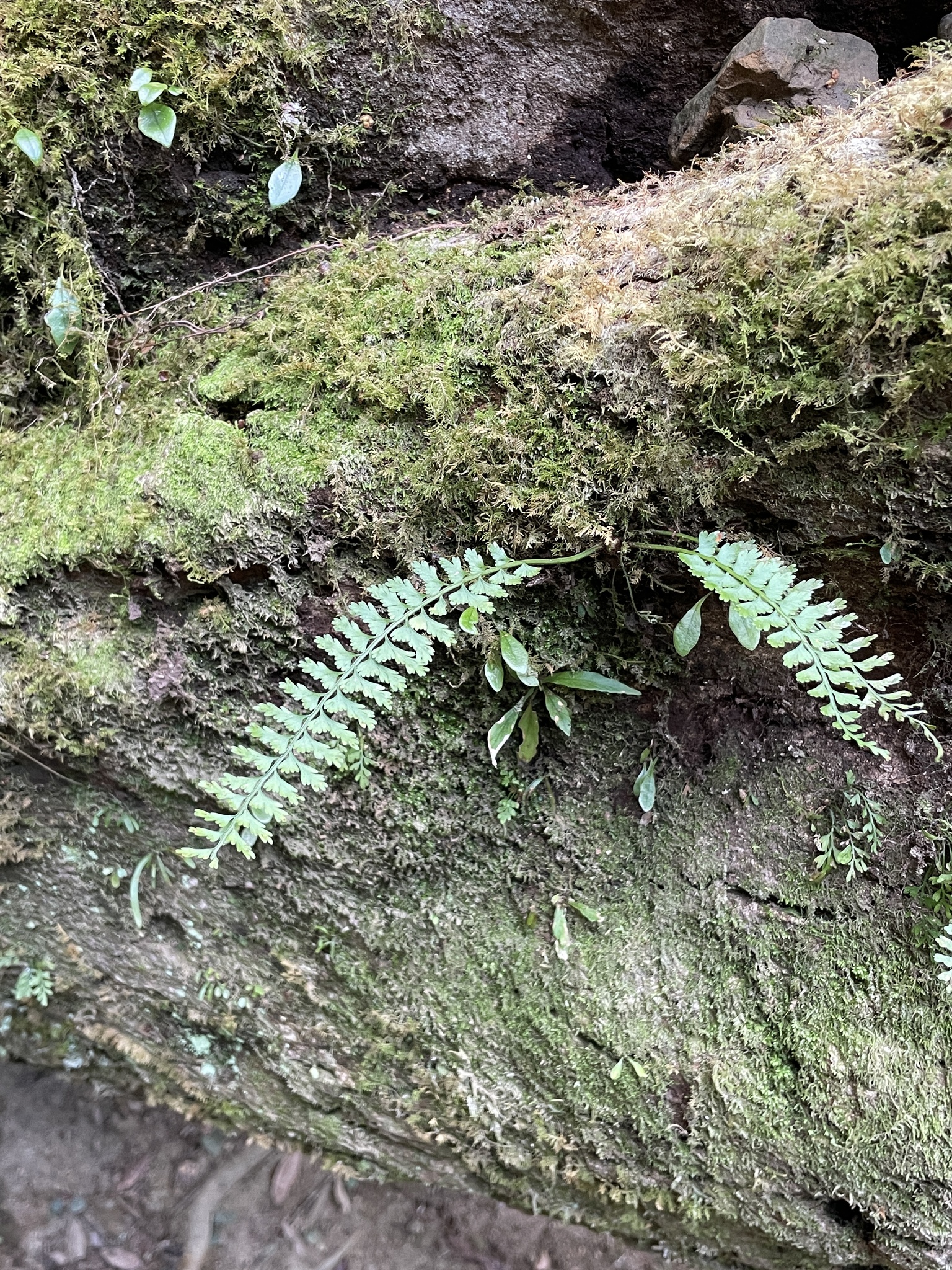 Asplenium gueinzianum Mett. 4
