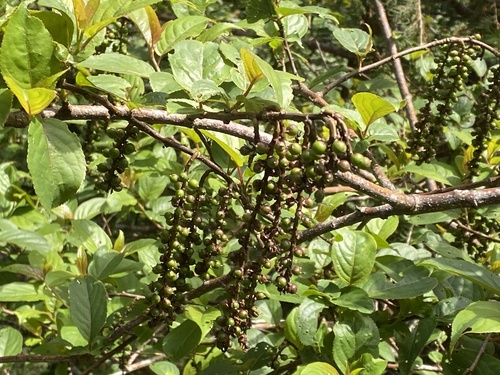 Stachyurus himalaicus, photograph 5