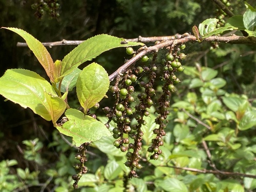 Stachyurus himalaicus, photograph 6