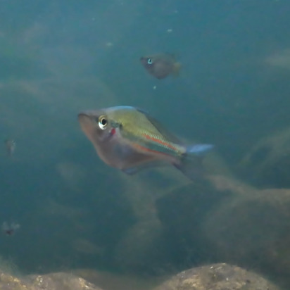 Banded rainbowfish (Melanotaenia trifasciata) — Melanotaeniidae